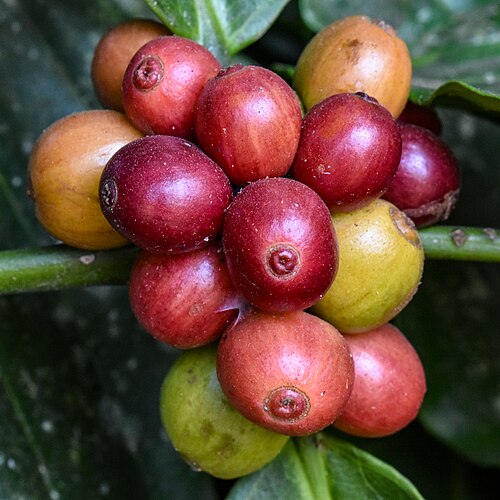 Robusta Type 7/8